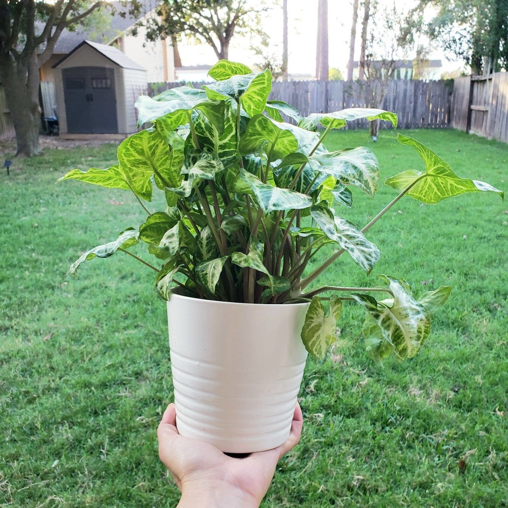 Syngonium Arrowhead plant